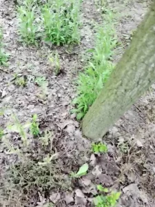 《接广》勾引捉鱼大叔打野战